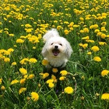 Entry image for Maggie