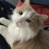 Entry image for Honeycomb 