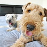 Entry image for Georgie