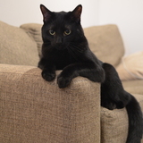 Entry image for Coal