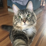 Entry image for Bruno