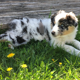 Entry image for Jovi