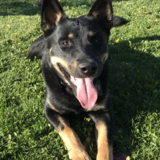 Entry image for Lucky