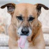 Entry image for Loyal