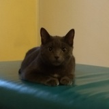 Entry image for Houston