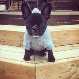 Entry image for Lola