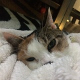 Entry image for Angel