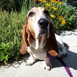 Entry image for Daisy 