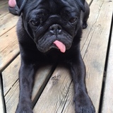 Entry image for Norman 