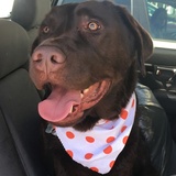 Entry image for Lincoln 