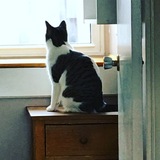 Entry image for Moshi