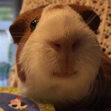 Entry image for Zoey