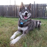 Entry image for Luna