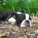 Entry image for Herbs