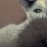 Entry image for Lola