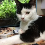 Entry image for Pickles