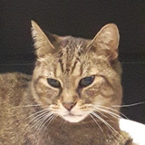 Entry image for Tiny