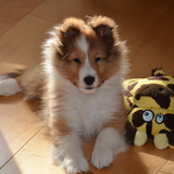 Entry image for Shelby