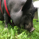 Entry image for Milo