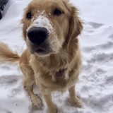 Entry image for Stella