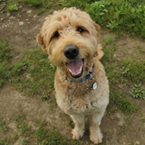 Entry image for Llewie