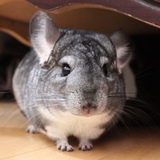 Entry image for Suzie