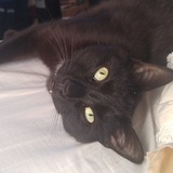 Entry image for Sweet Potato