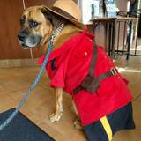 Entry image for Roscoe