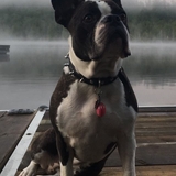 Entry image for Stella