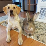 Entry image for Molly