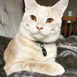 Entry image for Martin