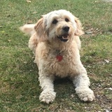 Entry image for Portia