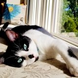 Entry image for Blue