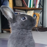 Entry image for Bun-Bun