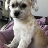 Entry image for Morgan