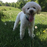 Entry image for Gabriel