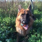 Entry image for Tango