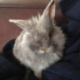 Entry image for Dory