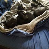 Entry image for Dexter