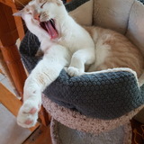 Entry image for Benny