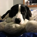 Entry image for Lexie