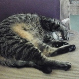 Entry image for Tink