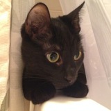 Entry image for Felix