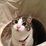 Entry image for Adela