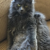 Entry image for Yogi