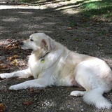 Entry image for Bear