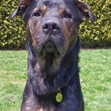 Entry image for Bear (GHS model)