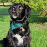 Entry image for Felix