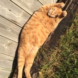 Entry image for Hobbes