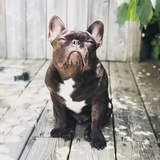 Entry image for Beau